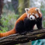 Mystery AI Image Generator ‘Red Panda’ Outperforms Industry Leaders